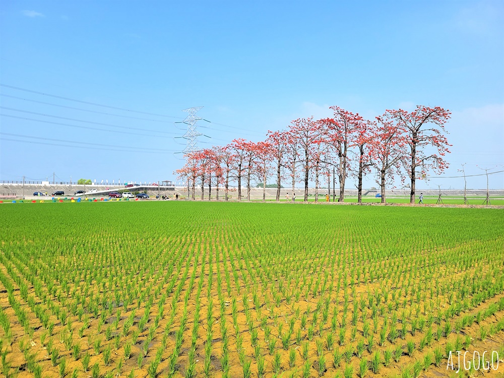 2026彰化景點 竹塘木棉花道 在綠色稻田裡抹上一道橘紅 有詩意的木棉道