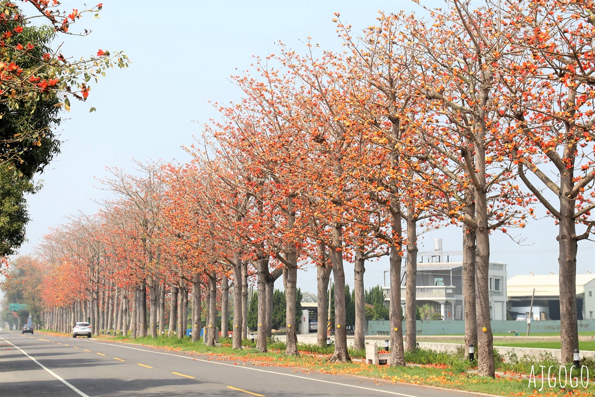 2026雲林景點 虎尾木棉樹花道 串聯雲林南北的縣道145 每年3月盛開 @AJ的旅行地圖