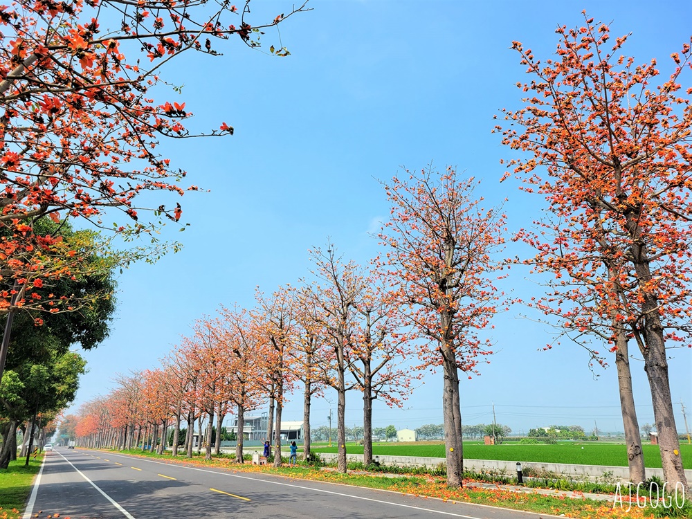 2026雲林景點 虎尾木棉樹花道 串聯雲林南北的縣道145 每年3月盛開