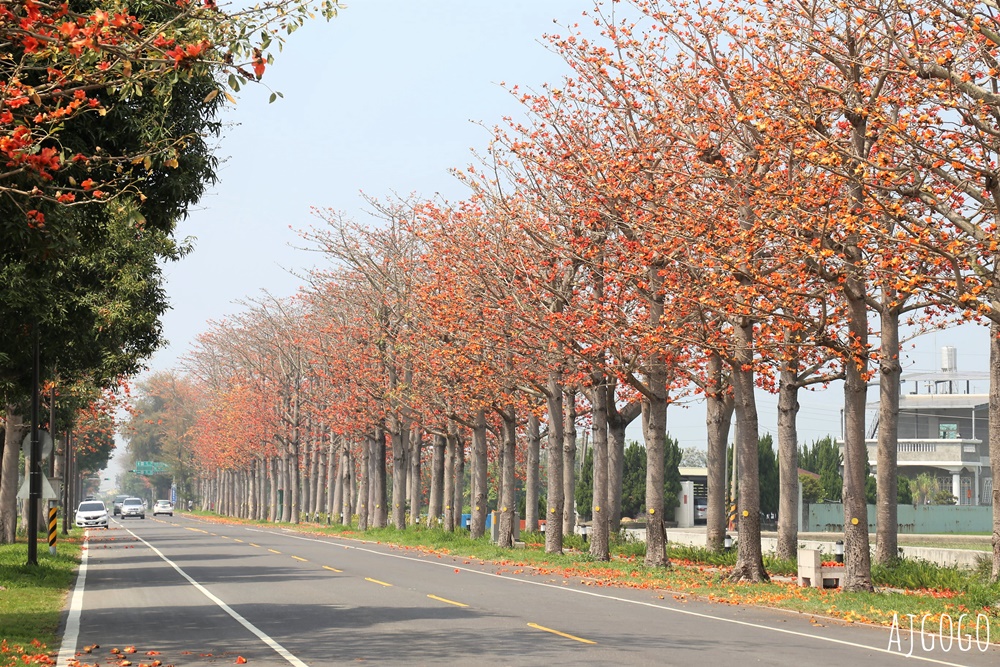 2026雲林景點 虎尾木棉樹花道 串聯雲林南北的縣道145 每年3月盛開