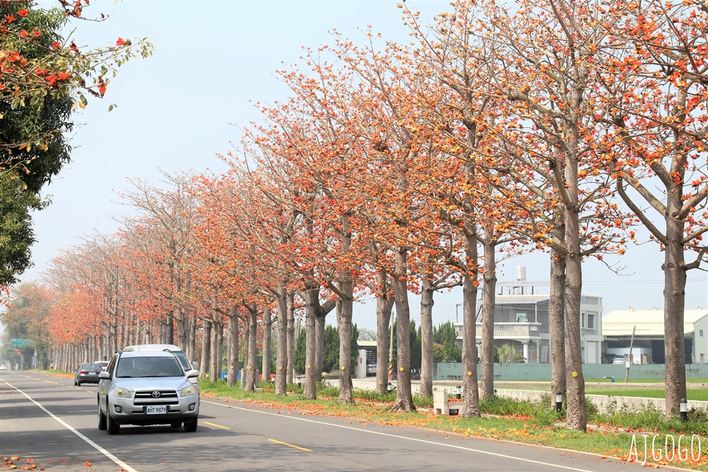 2026雲林景點 虎尾木棉樹花道 串聯雲林南北的縣道145 每年3月盛開