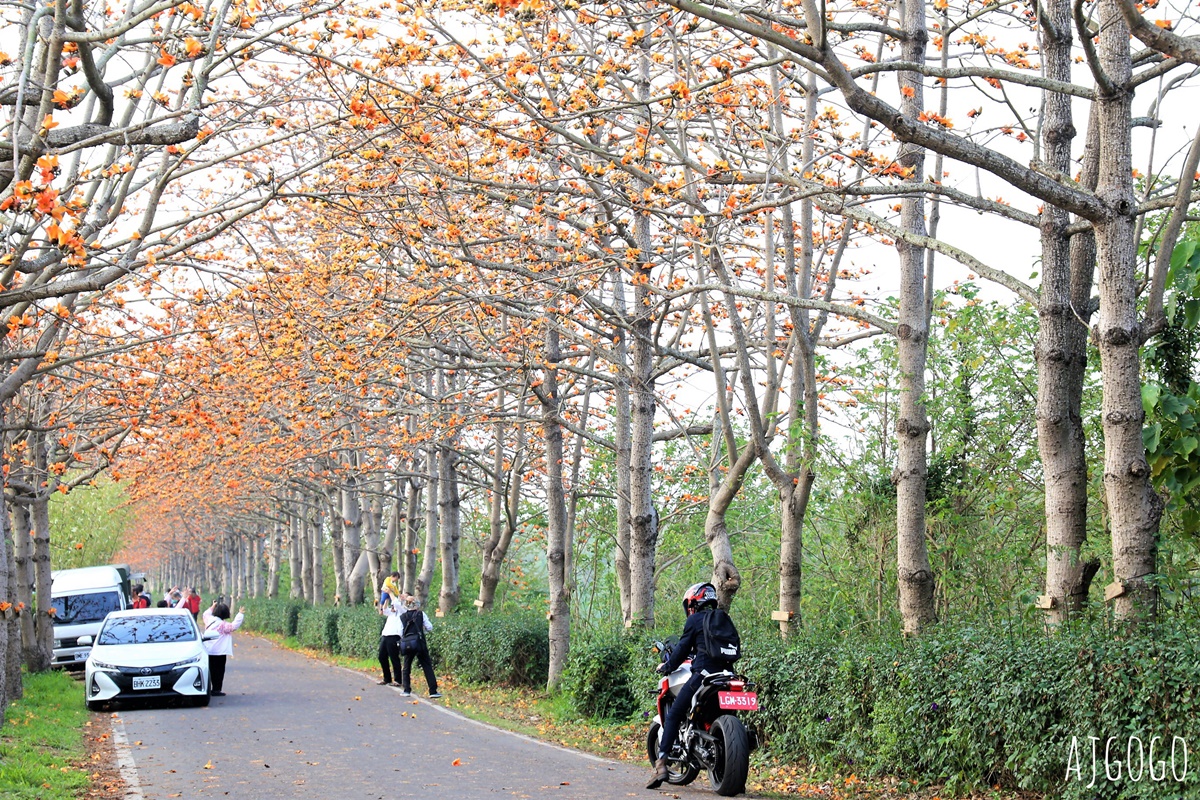 2026彰化景點 二林東螺溪木棉花道 長1.4公里的橘黃紅花海隧道 每年3月盛開 @AJ的旅行地圖
