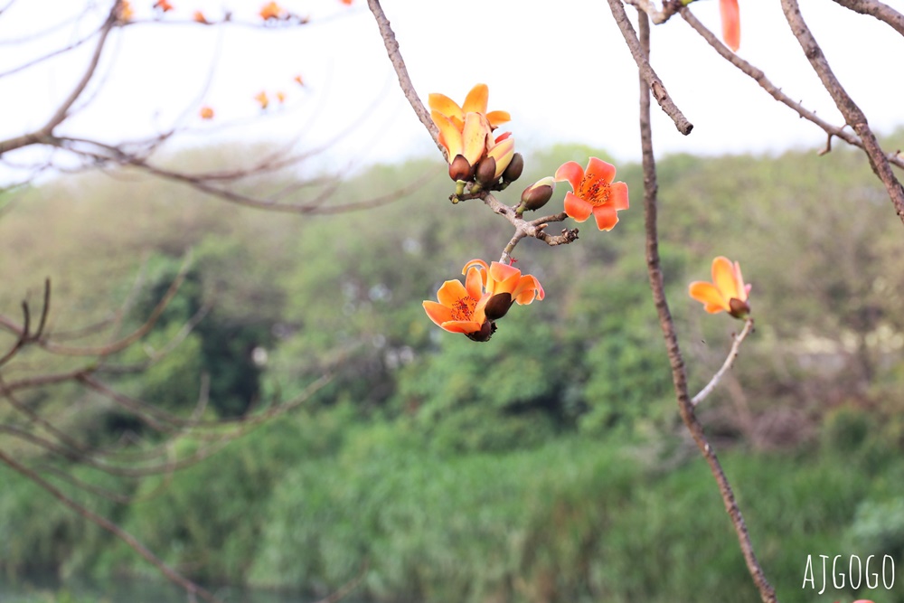2026彰化景點 二林東螺溪木棉花道 長1.4公里的橘黃紅花海隧道 每年3月盛開