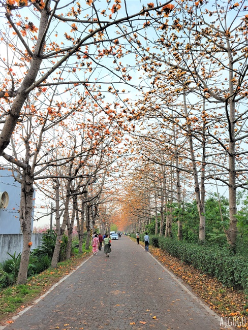 2026彰化景點 二林東螺溪木棉花道 長1.4公里的橘黃紅花海隧道 每年3月盛開 2026彰化景點 二林東螺溪木棉花道 長1.4公里的橘黃紅花海隧道 每年3月盛開