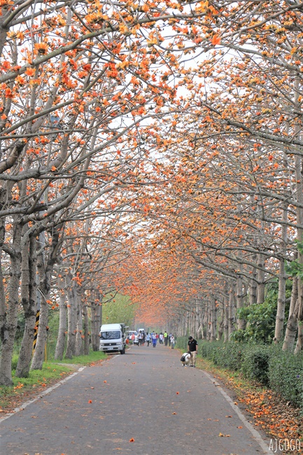 2026彰化景點 二林東螺溪木棉花道 長1.4公里的橘黃紅花海隧道 每年3月盛開 2026彰化景點 二林東螺溪木棉花道 長1.4公里的橘黃紅花海隧道 每年3月盛開
