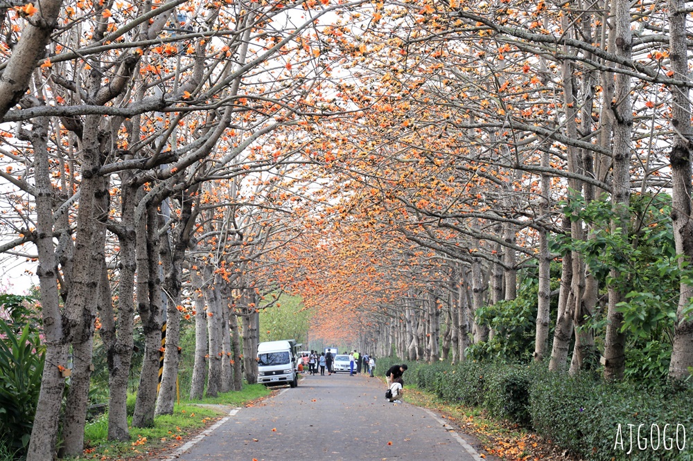 2026彰化景點 二林東螺溪木棉花道 長1.4公里的橘黃紅花海隧道 每年3月盛開 2026彰化景點 二林東螺溪木棉花道 長1.4公里的橘黃紅花海隧道 每年3月盛開