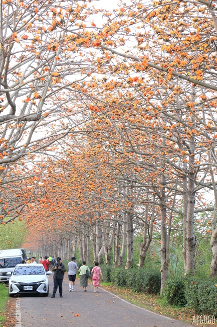 2026彰化景點 二林東螺溪木棉花道 長1.4公里的橘黃紅花海隧道 每年3月盛開