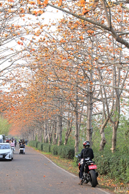 2026彰化景點 二林東螺溪木棉花道 長1.4公里的橘黃紅花海隧道 每年3月盛開