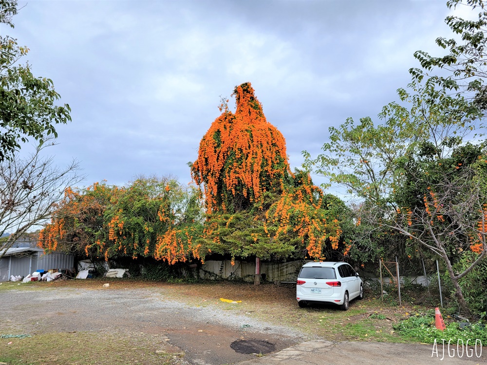 2026台中美食 菇神新社店 米其林必比登推薦餐廳 菇菇土雞鍋、三杯猴頭菇好吃