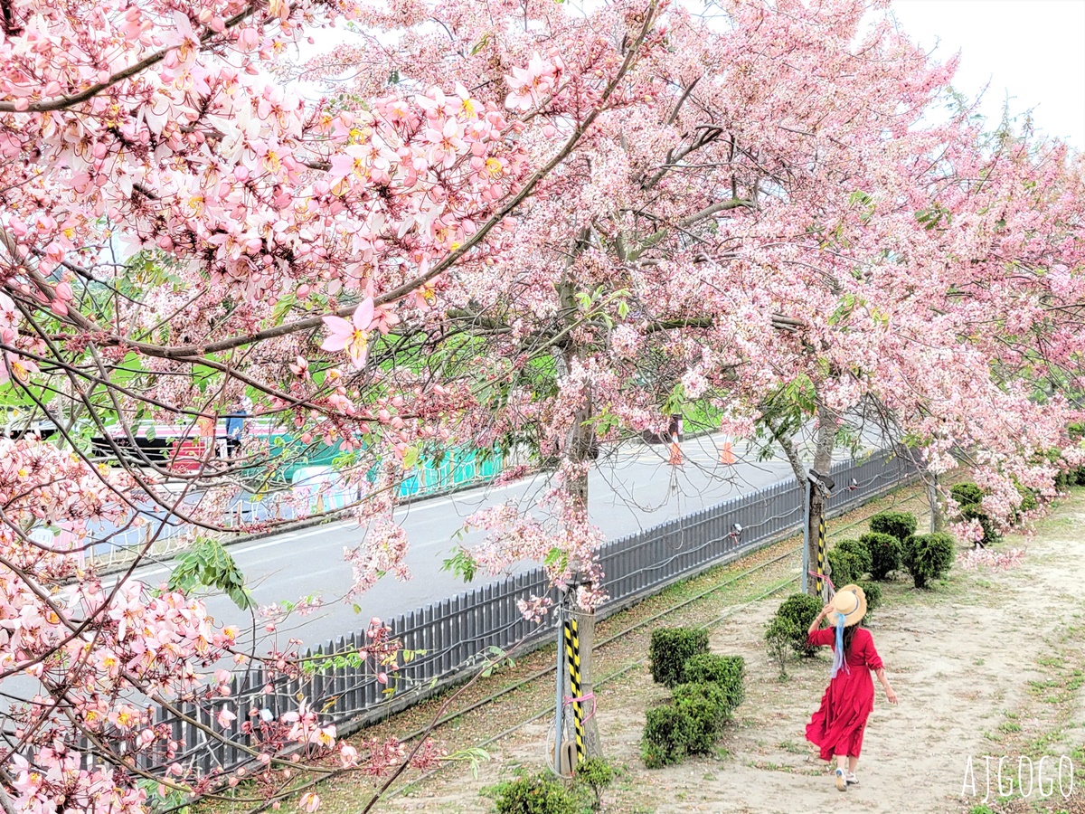 台南景點 金砂花旗木步道 糖廠鐵道粉紅花道 每年3~4月綻放 @AJ的旅行地圖