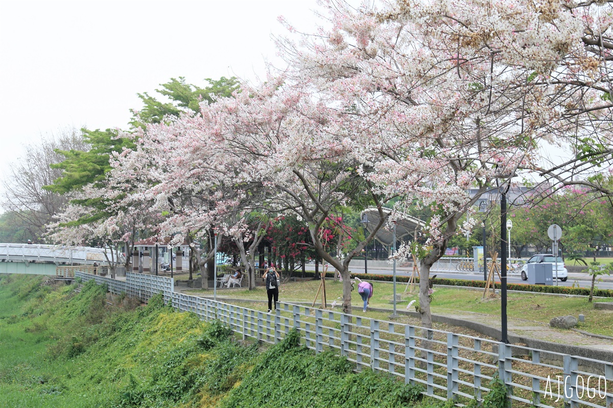 屏東花旗木 潮州河濱公園 河畔旁的花旗木粉紅花道 @AJ的旅行地圖