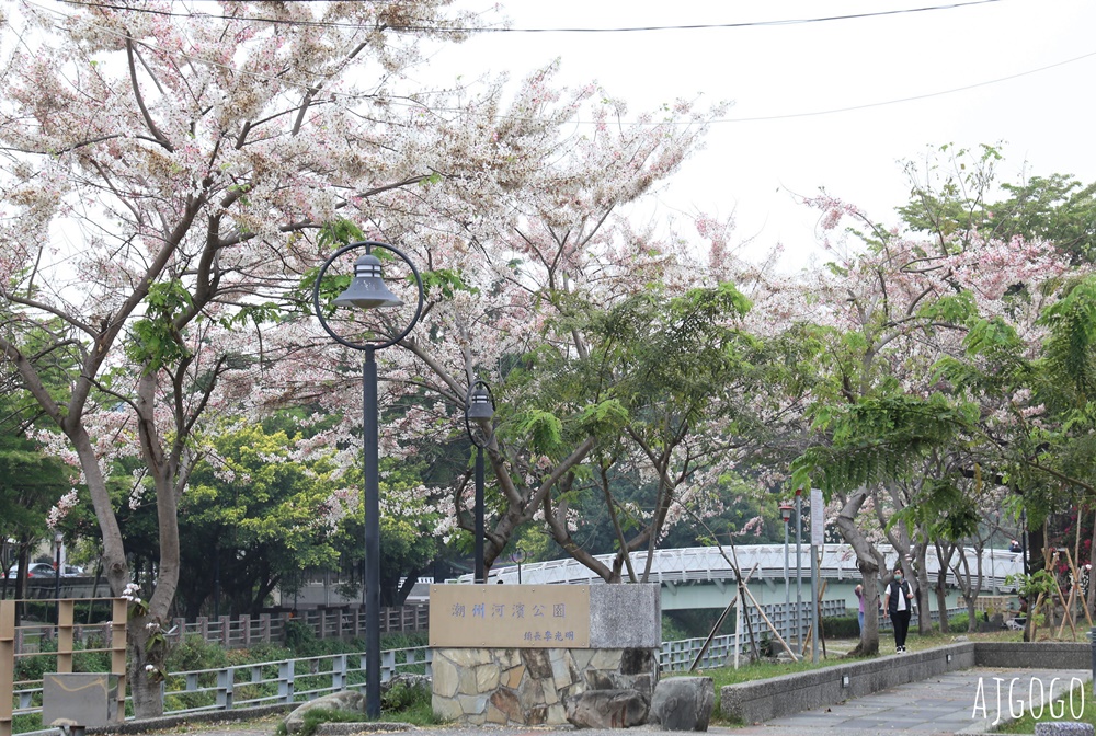 屏東花旗木 潮州河濱公園 河畔旁的花旗木粉紅花道