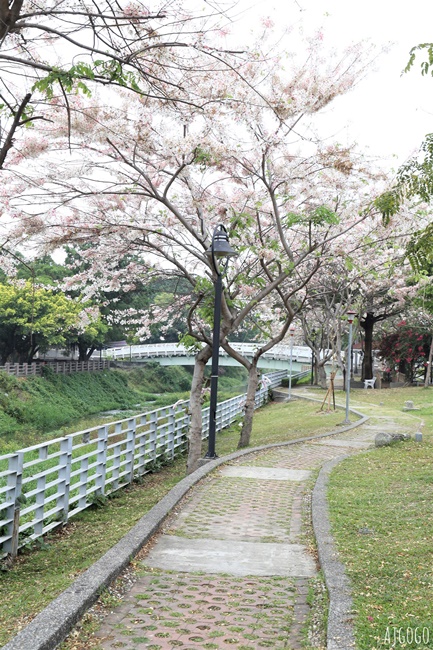 屏東花旗木 潮州河濱公園 河畔旁的花旗木粉紅花道