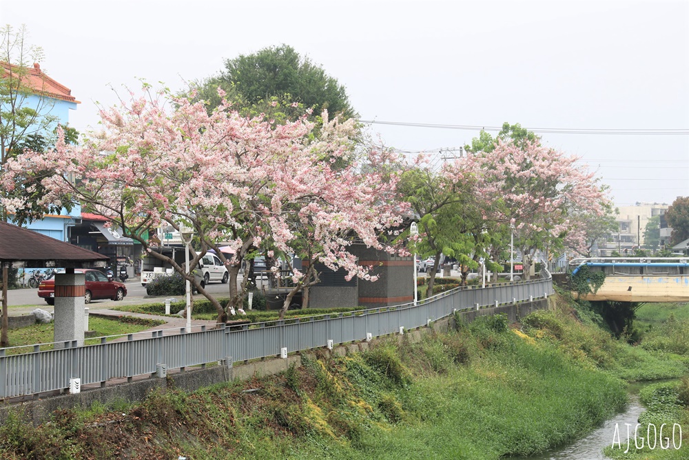 屏東花旗木 潮州河濱公園 河畔旁的花旗木粉紅花道
