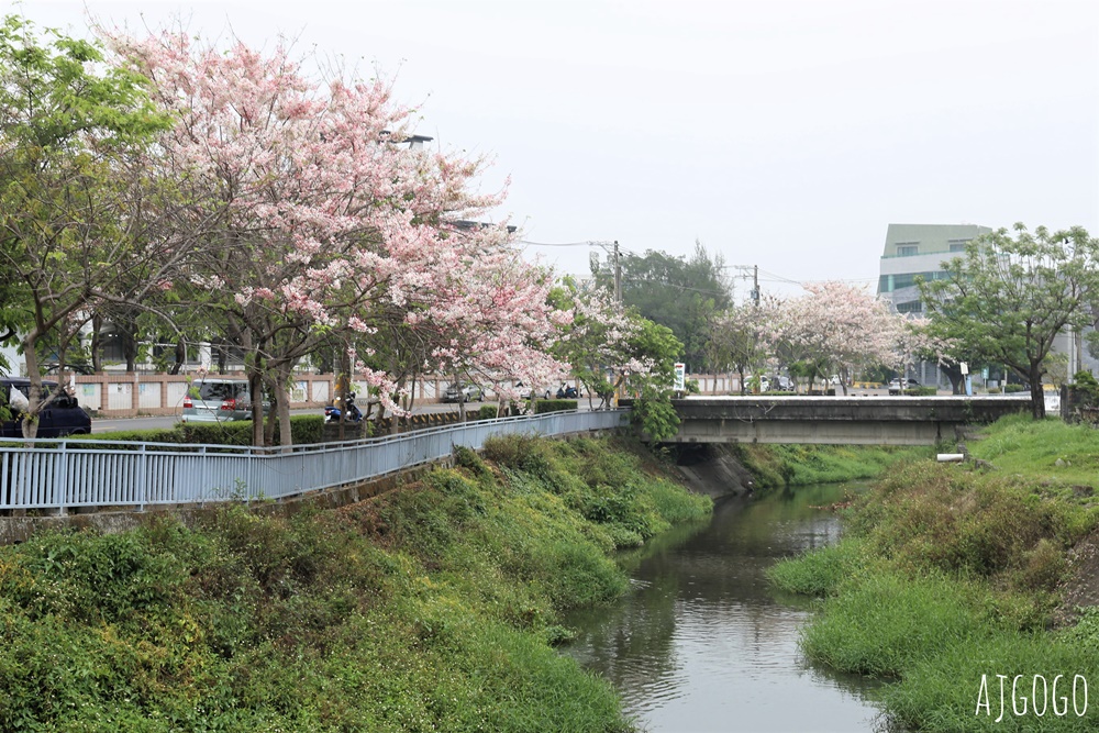 屏東花旗木 潮州河濱公園 河畔旁的花旗木粉紅花道