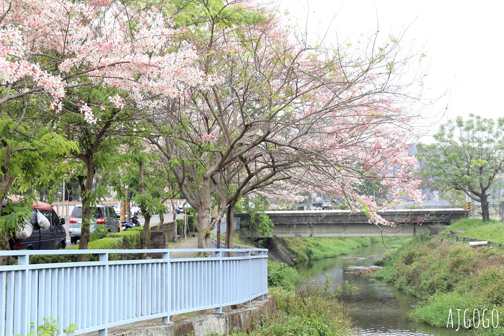 屏東花旗木 潮州河濱公園 河畔旁的花旗木粉紅花道 屏東花旗木 潮州河濱公園 河畔旁的花旗木粉紅花道