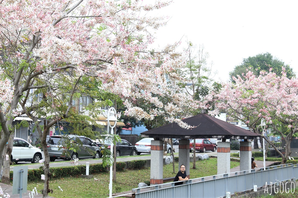 屏東花旗木 潮州河濱公園 河畔旁的花旗木粉紅花道
