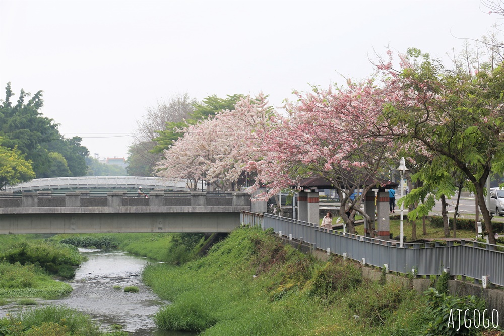 屏東花旗木 潮州河濱公園 河畔旁的花旗木粉紅花道