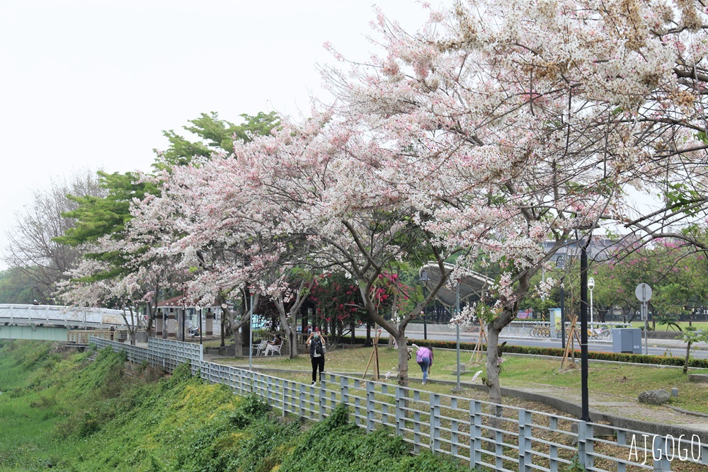 屏東花旗木 潮州河濱公園 河畔旁的花旗木粉紅花道 屏東花旗木 潮州河濱公園 河畔旁的花旗木粉紅花道