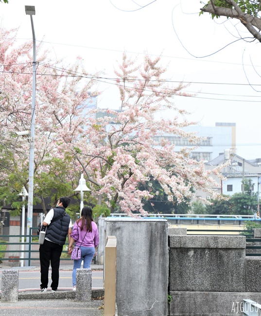 屏東花旗木 潮州河濱公園 河畔旁的花旗木粉紅花道