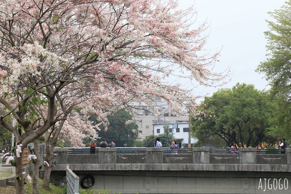 屏東花旗木 潮州河濱公園 河畔旁的花旗木粉紅花道
