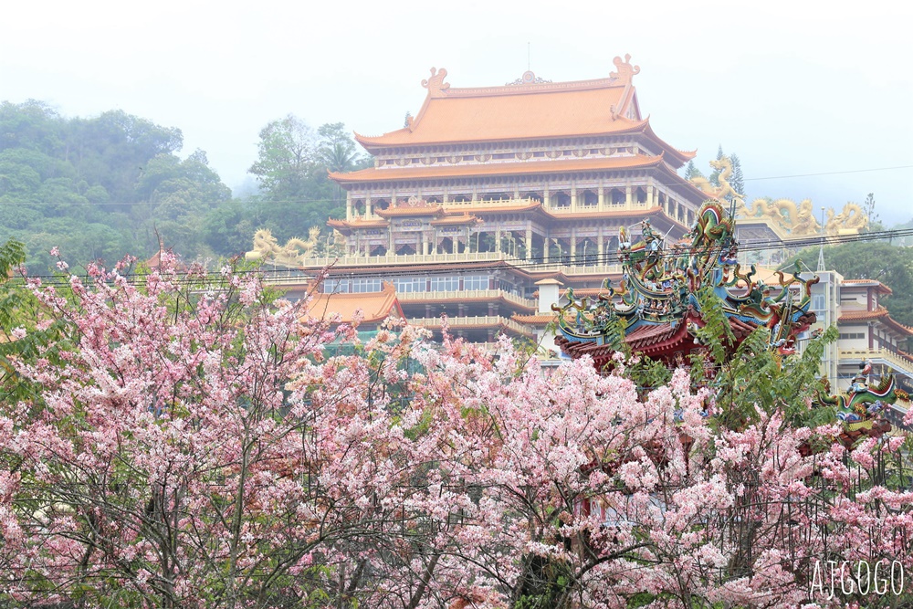 台南景點 玉山寶光聖堂 300顆花旗木粉紅花海 每年3~4月綻放 台南一日遊