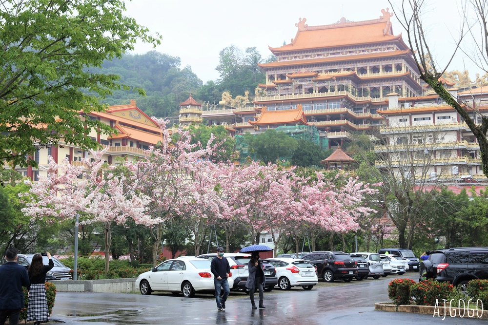 台南景點 玉山寶光聖堂 300顆花旗木粉紅花海 每年3~4月綻放 台南一日遊