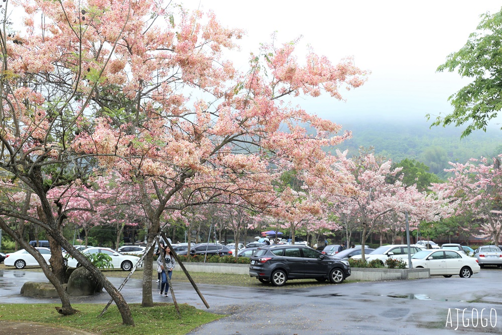 台南景點 玉山寶光聖堂 300顆花旗木粉紅花海 每年3~4月綻放 台南一日遊