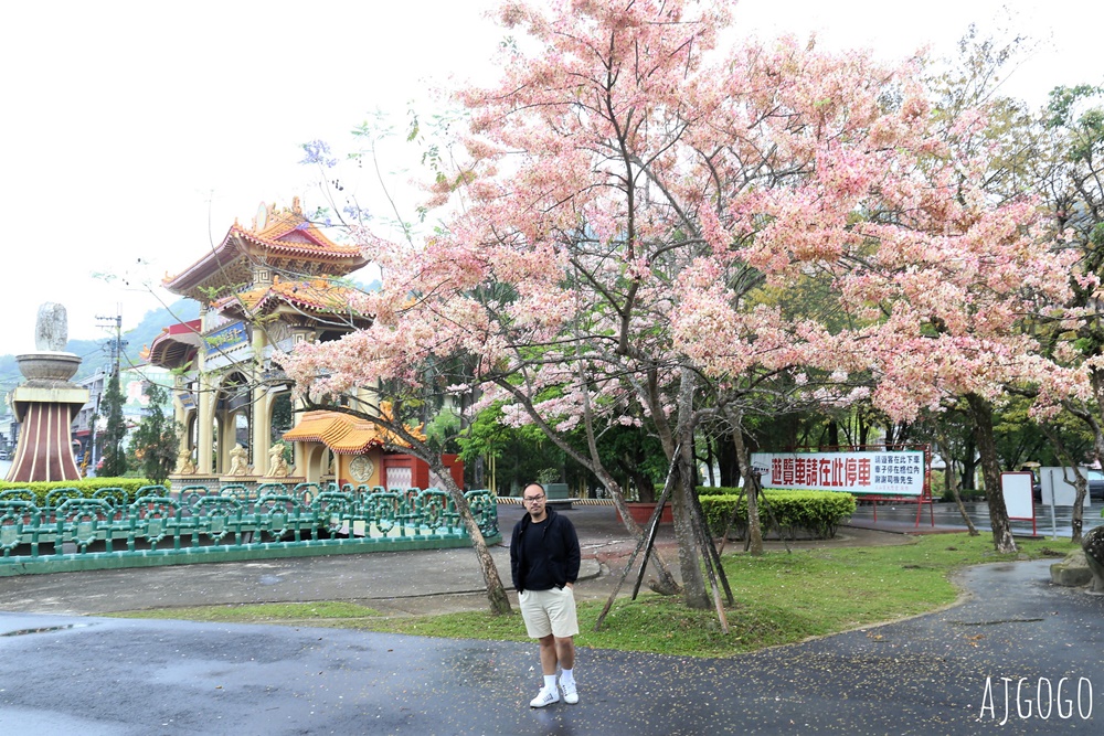 台南景點 玉山寶光聖堂 300顆花旗木粉紅花海 每年3~4月綻放 台南一日遊