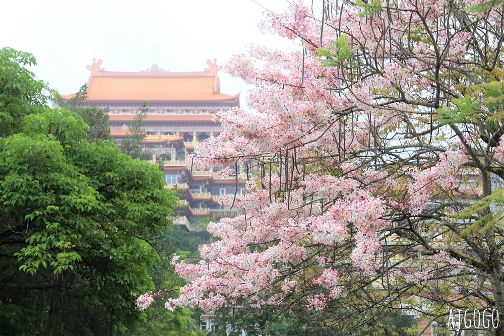 台南景點 玉山寶光聖堂 300顆花旗木粉紅花海 每年3~4月綻放 台南一日遊