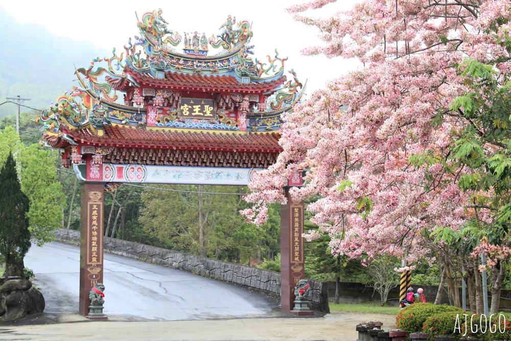 台南景點 玉山寶光聖堂 300顆花旗木粉紅花海 每年3~4月綻放 台南一日遊
