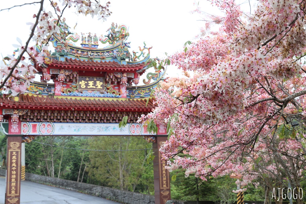 台南景點 玉山寶光聖堂 300顆花旗木粉紅花海 每年3~4月綻放 台南一日遊