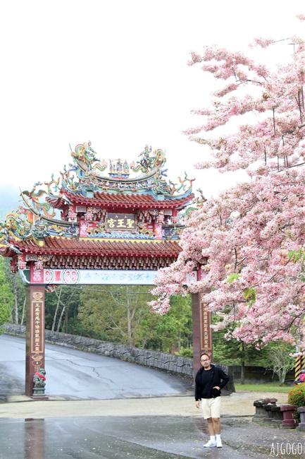 台南景點 玉山寶光聖堂 300顆花旗木粉紅花海 每年3~4月綻放 台南一日遊