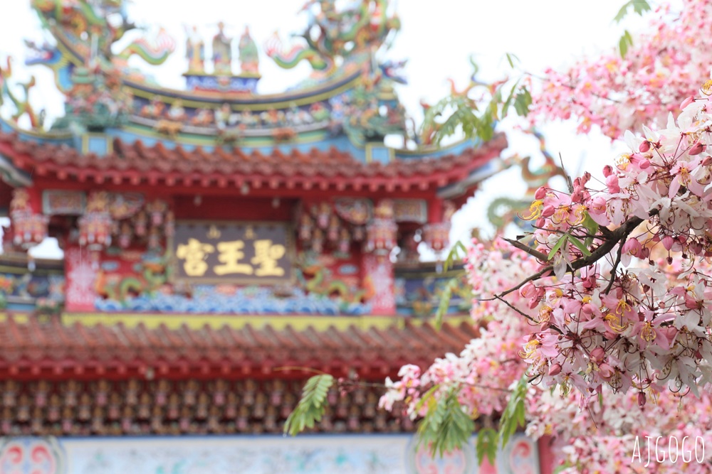 台南景點 玉山寶光聖堂 300顆花旗木粉紅花海 每年3~4月綻放 台南一日遊