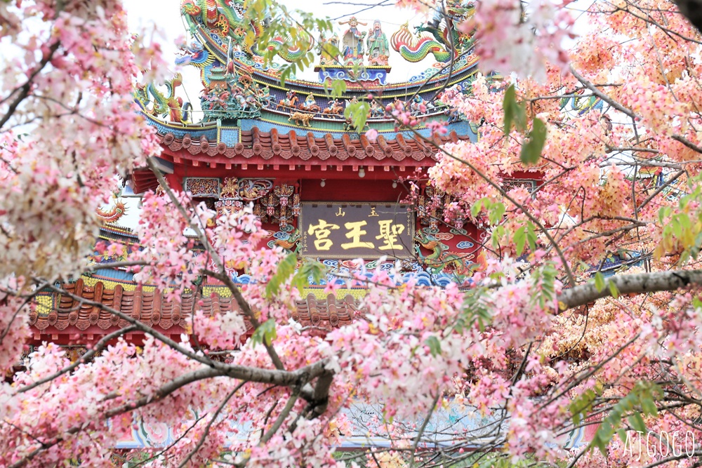 台南景點 玉山寶光聖堂 300顆花旗木粉紅花海 每年3~4月綻放 台南一日遊