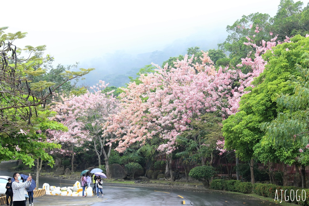 台南景點 玉山寶光聖堂 300顆花旗木粉紅花海 每年3~4月綻放 台南一日遊