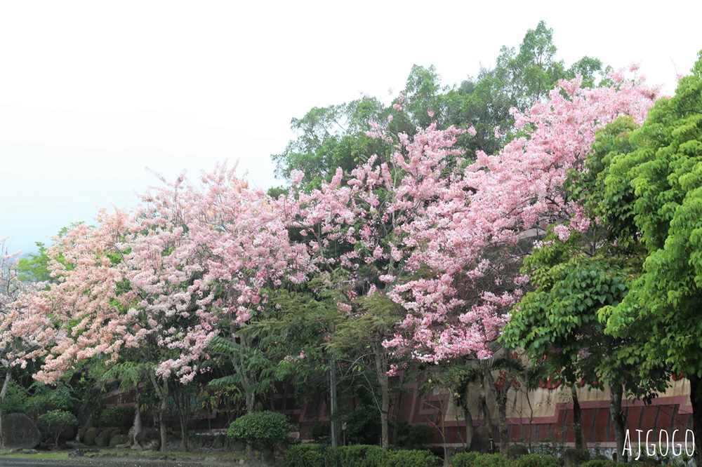 台南景點 玉山寶光聖堂 300顆花旗木粉紅花海 每年3~4月綻放 台南一日遊
