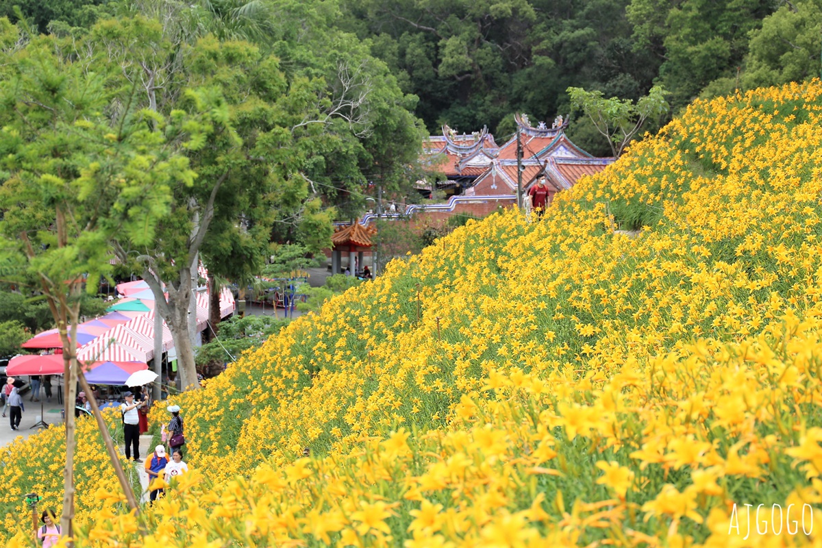 彰化景點 花壇虎山巖金針花海 觀音佛祖 每年4月底~6月中為賞花期