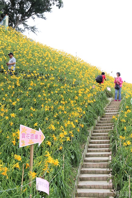 彰化景點 花壇虎山巖金針花海 觀音佛祖 每年4月底~6月中為賞花期