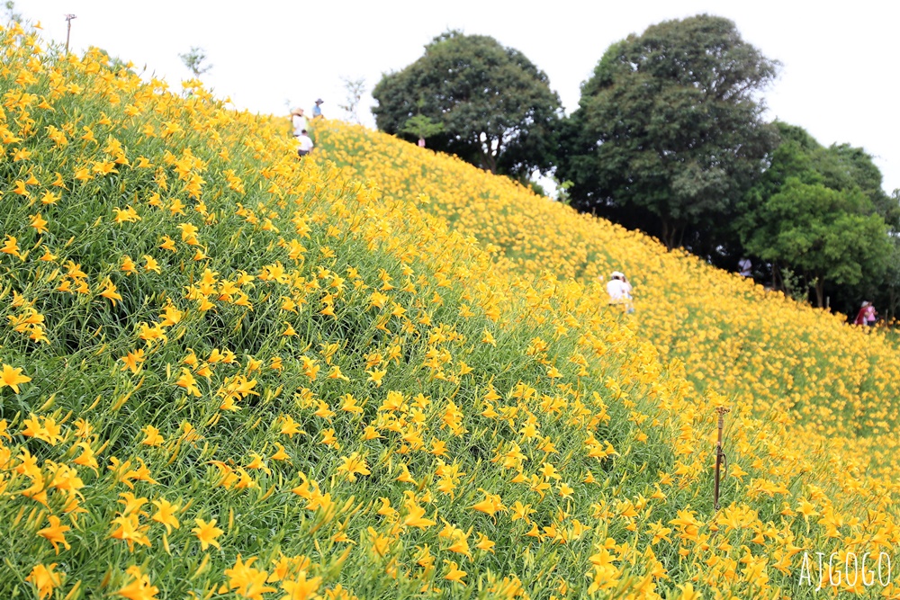 彰化景點 花壇虎山巖金針花海 觀音佛祖 每年4月底~6月中為賞花期
