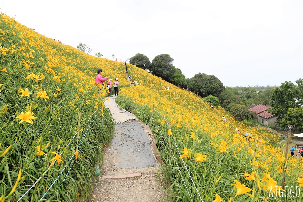 彰化景點 花壇虎山巖金針花海 觀音佛祖 每年4月底~6月中為賞花期