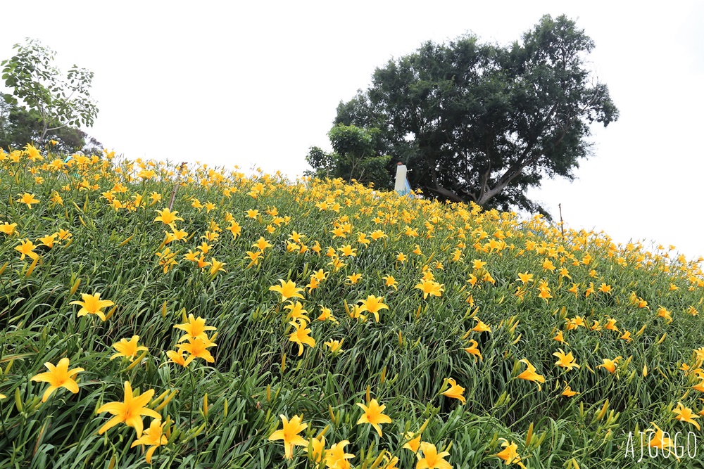 彰化景點 花壇虎山巖金針花海 觀音佛祖 每年4月底~6月中為賞花期