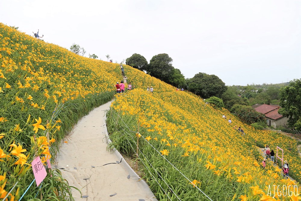彰化景點 花壇虎山巖金針花海 觀音佛祖 每年4月底~6月中為賞花期