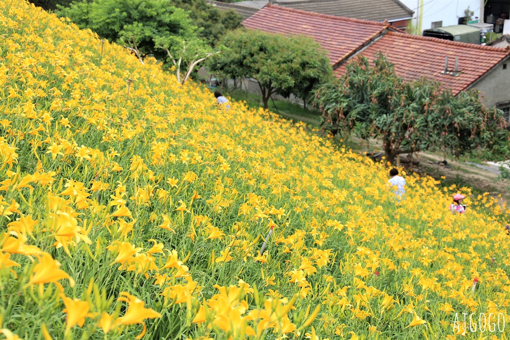 彰化景點 花壇虎山巖金針花海 觀音佛祖 每年4月底~6月中為賞花期