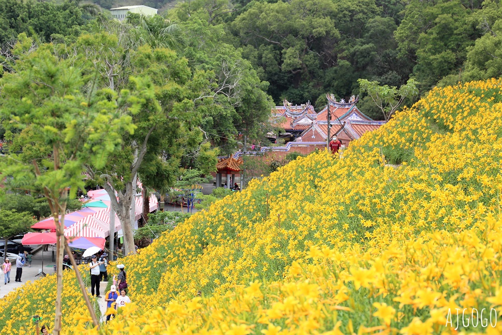 彰化景點 花壇虎山巖金針花海 觀音佛祖 每年4月底~6月中為賞花期