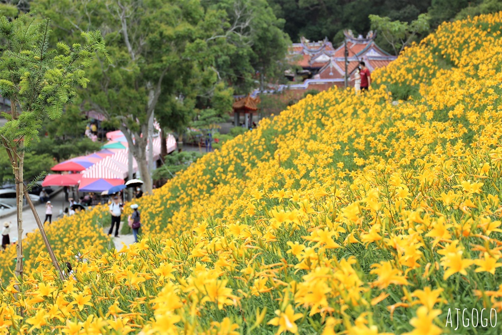 彰化景點 花壇虎山巖金針花海 觀音佛祖 每年4月底~6月中為賞花期
