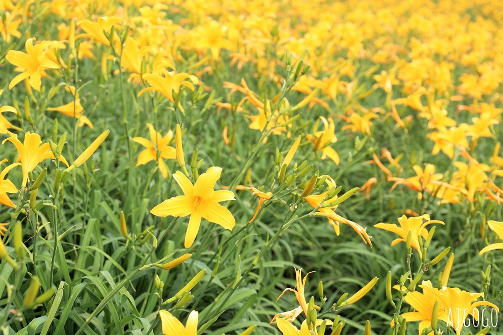 彰化景點 花壇虎山巖金針花海 觀音佛祖 每年4月底~6月中為賞花期