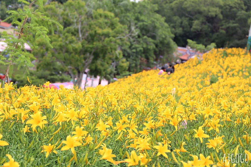 彰化景點 花壇虎山巖金針花海 觀音佛祖 每年4月底~6月中為賞花期