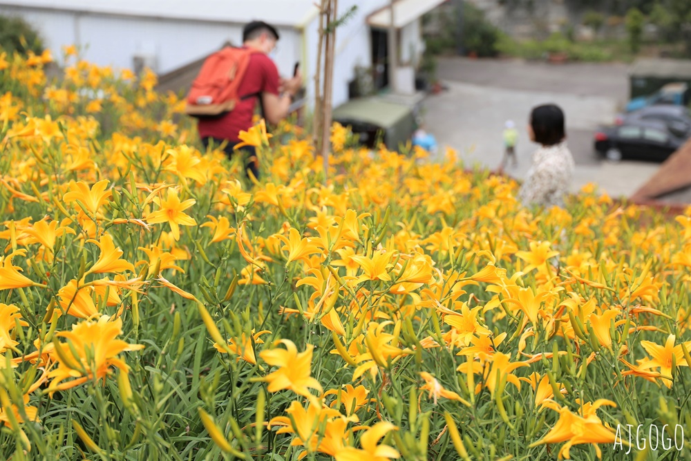 彰化景點 花壇虎山巖金針花海 觀音佛祖 每年4月底~6月中為賞花期
