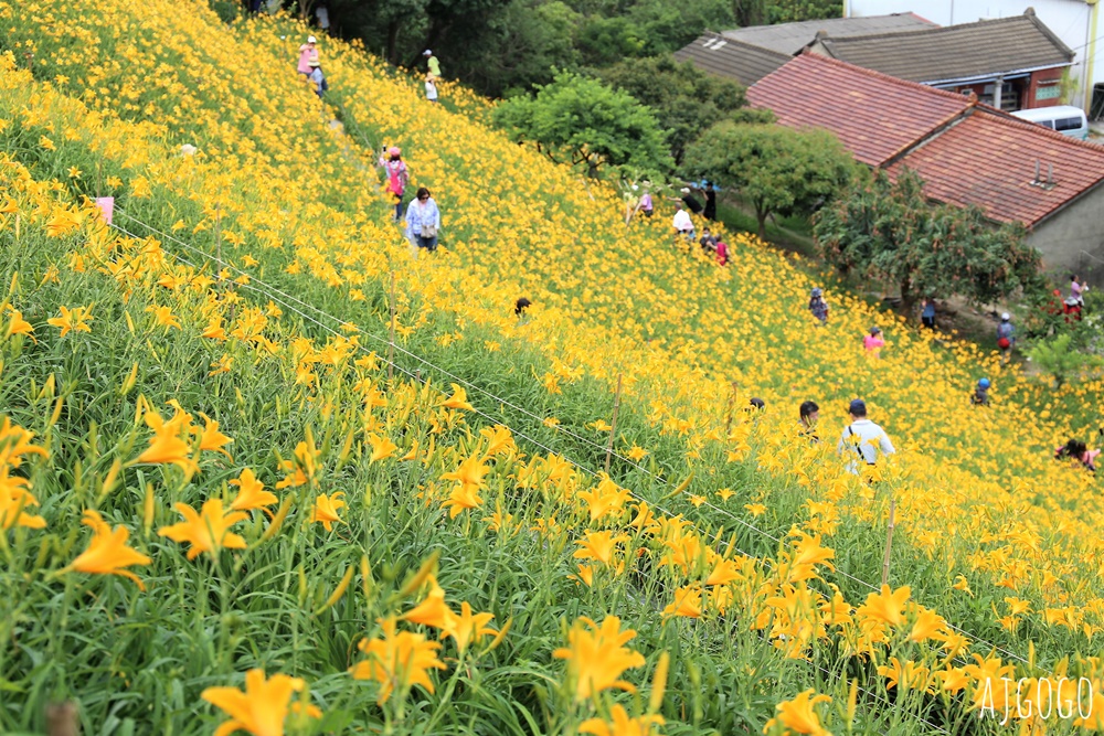 彰化景點 花壇虎山巖金針花海 觀音佛祖 每年4月底~6月中為賞花期